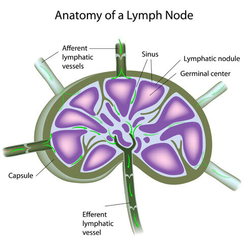 A diagram of the anatomy of a lymph node.